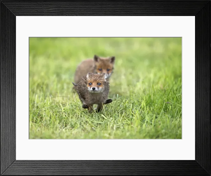 Framed Print : Picture No. 10984355 Framed Print : Picture No. 10984355