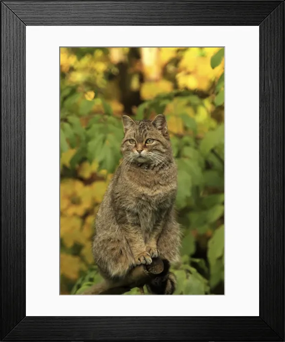 Framed Print : Picture No. 10983704 Framed Print : Picture No. 10983704
