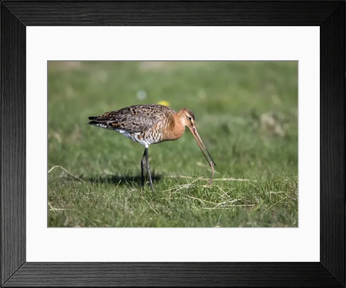 Framed Print : Picture No. 10984332 Framed Print : Picture No. 10984332