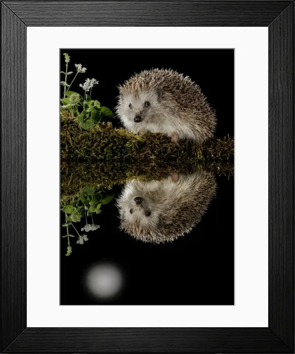 Framed Print : Picture No. 10983698 Framed Print : Picture No. 10983698