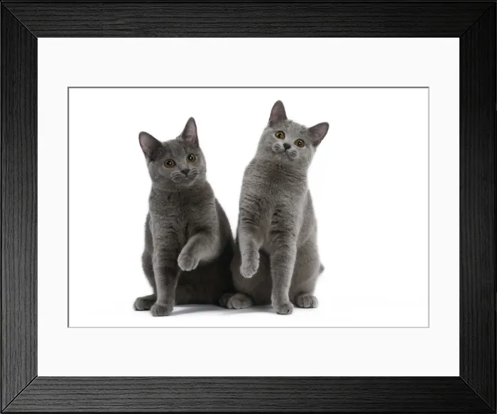Framed Print : Picture No. 10984222 Framed Print : Picture No. 10984222