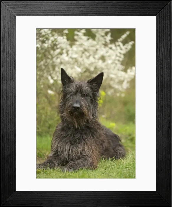 Framed Print : Picture No. 10984124 Framed Print : Picture No. 10984124
