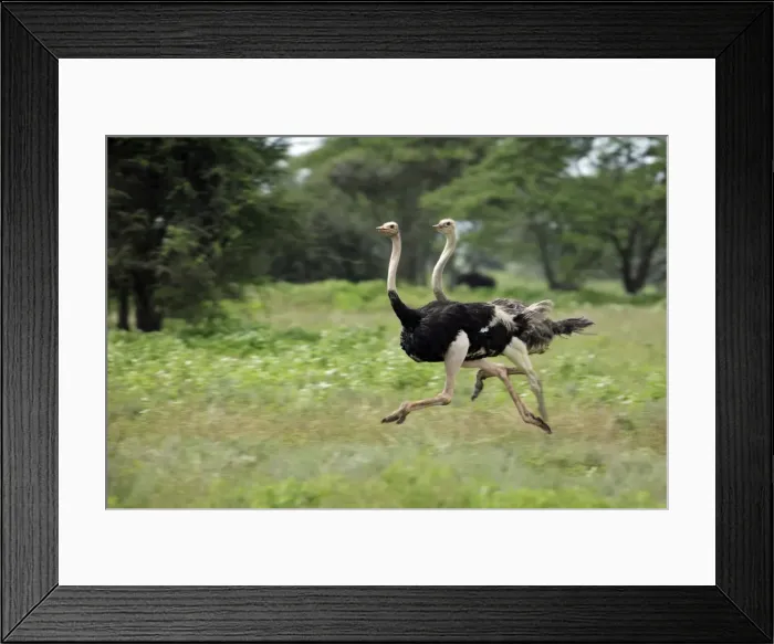 Framed Print : Picture No. 10984293 Framed Print : Picture No. 10984293