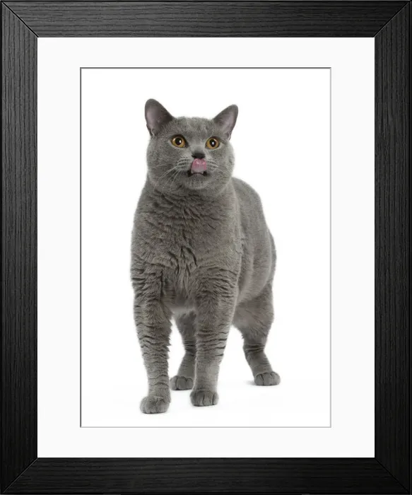 Framed Print : Picture No. 10984233 Framed Print : Picture No. 10984233