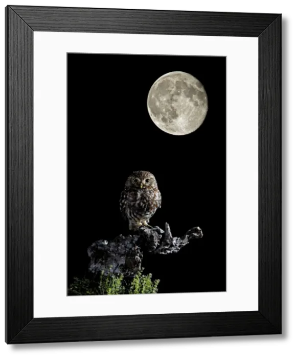 Framed Print : Picture No. 10983694 Framed Print : Picture No. 10983694