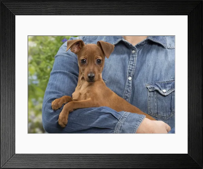 Framed Print : Picture No. 10984163 Framed Print : Picture No. 10984163