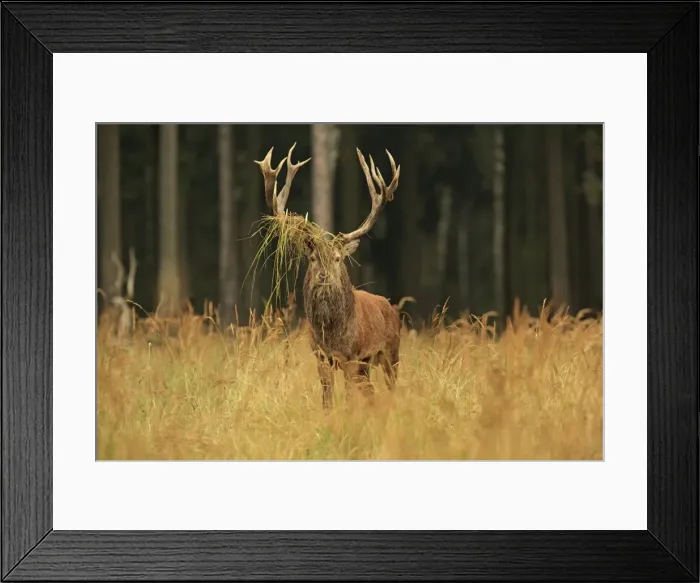 Framed Print : Picture No. 10983719 Framed Print : Picture No. 10983719