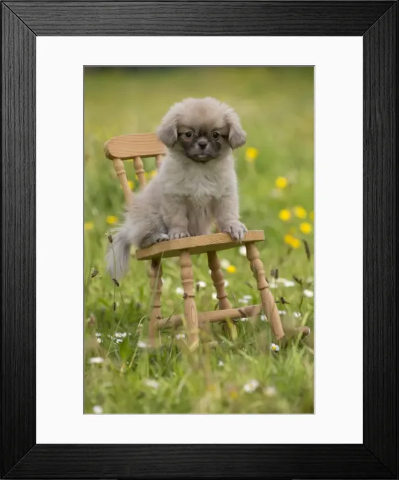 Framed Print : Picture No. 10984128 Framed Print : Picture No. 10984128