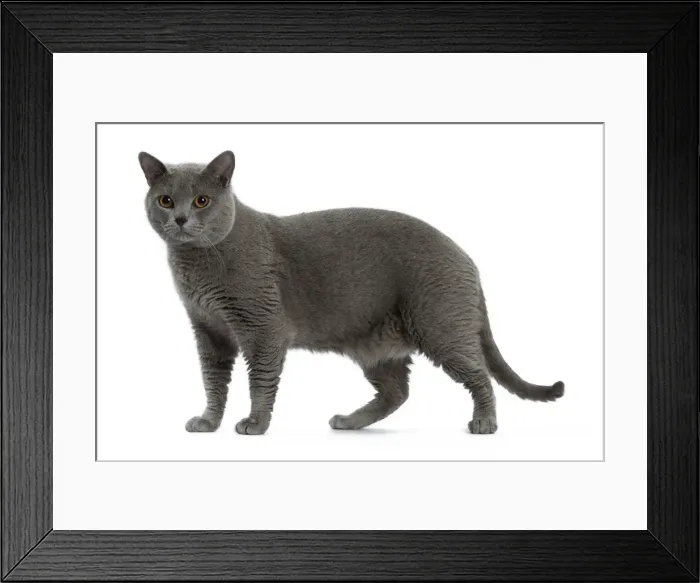 Framed Print : Picture No. 10984229 Framed Print : Picture No. 10984229