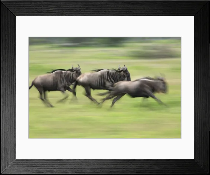 Framed Print : Picture No. 10984294 Framed Print : Picture No. 10984294