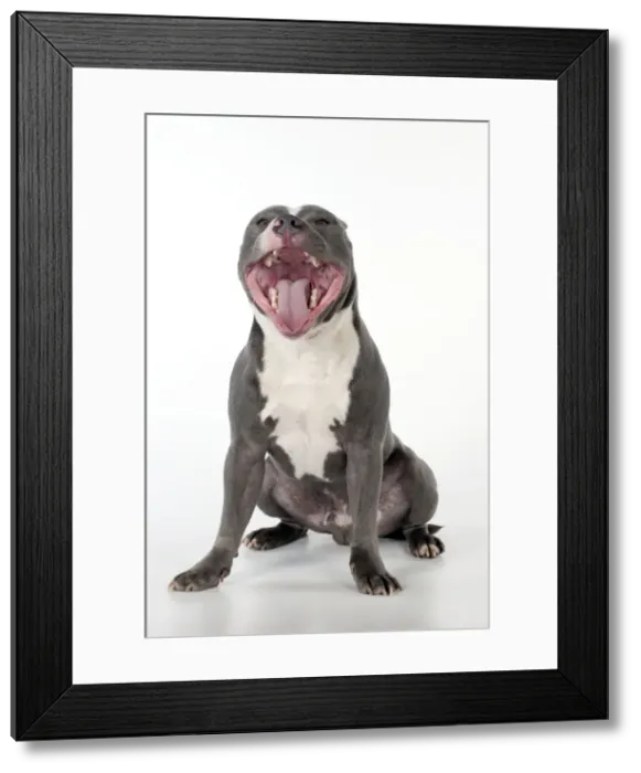 Framed Print : Picture No. 10983747 Framed Print : Picture No. 10983747
