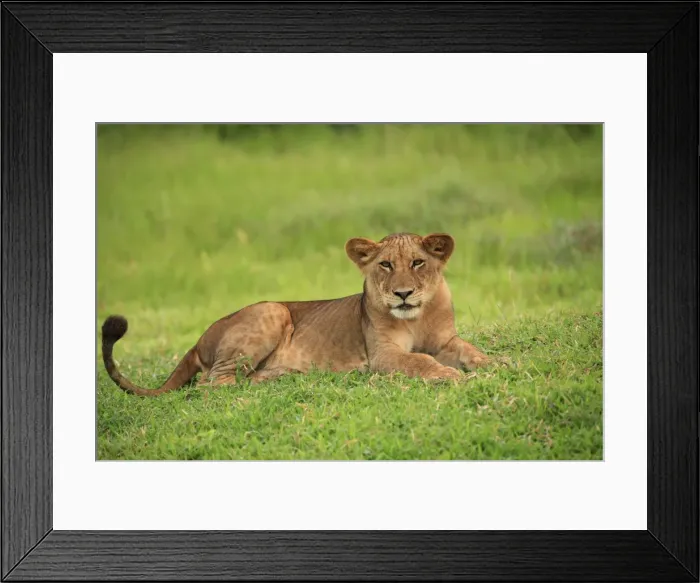 Framed Print : Picture No. 10984302 Framed Print : Picture No. 10984302