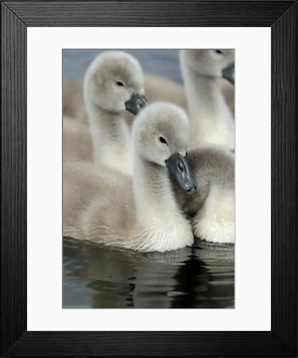 Framed Print : Picture No. 10984314