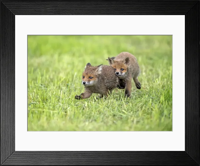 Framed Print : Picture No. 10984352 Framed Print : Picture No. 10984352