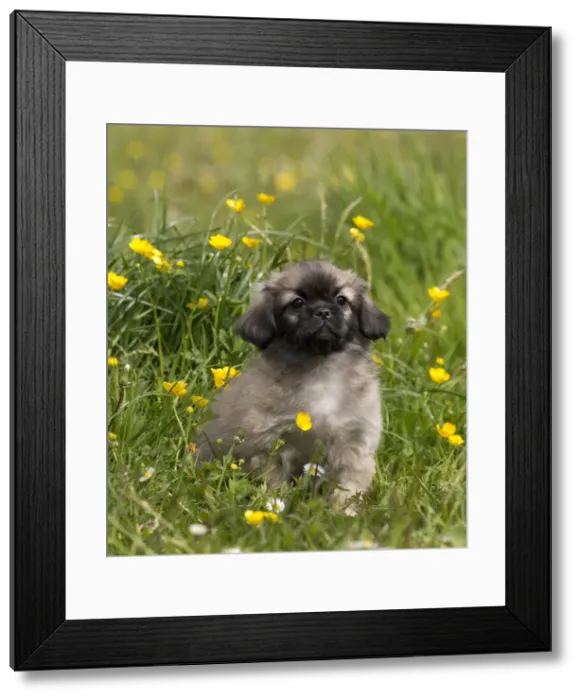 Framed Print : Picture No. 10984131 Framed Print : Picture No. 10984131