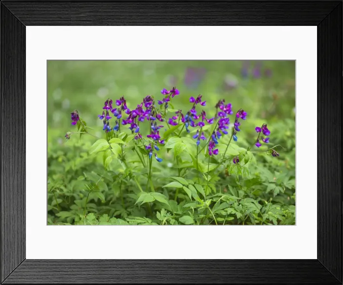 Framed Print : Picture No. 10984329 Framed Print : Picture No. 10984329
