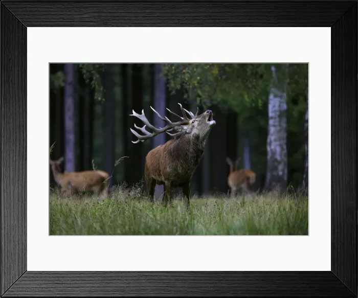 Framed Print : Picture No. 10983718 Framed Print : Picture No. 10983718