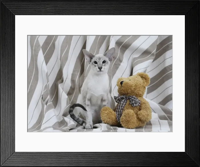 Framed Print : Picture No. 10984165 Framed Print : Picture No. 10984165
