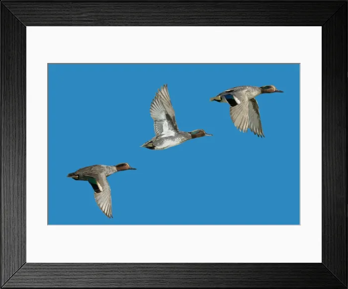 Framed Print : Picture No. 10983743 Framed Print : Picture No. 10983743