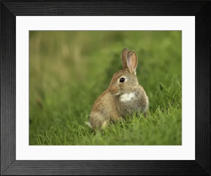 Framed Print : Picture No. 10983734 Framed Print : Picture No. 10983734