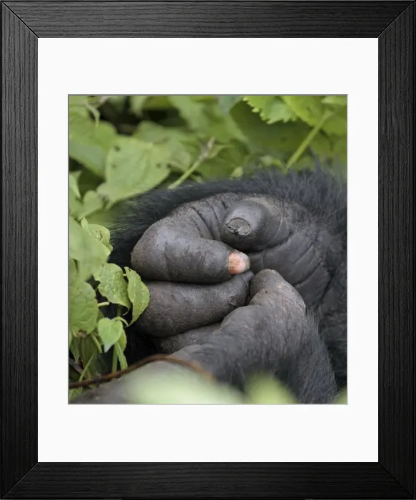 Framed Print : Picture No. 10984324