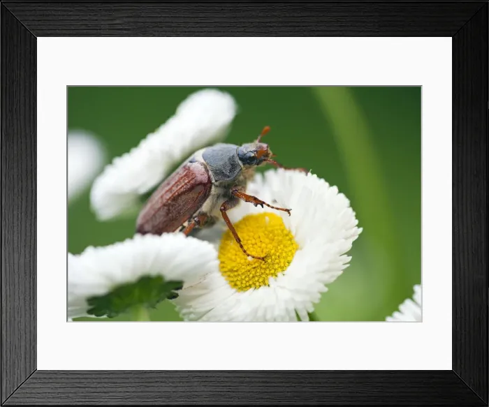 Framed Print : Picture No. 10984341 Framed Print : Picture No. 10984341