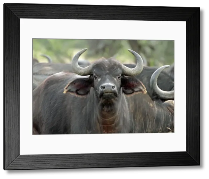 Framed Print : Picture No. 10984318