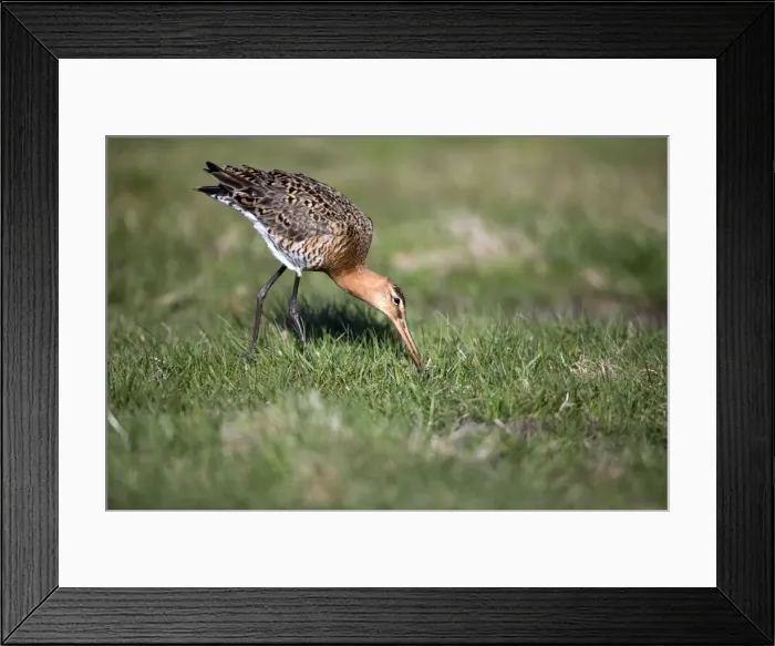 Framed Print : Picture No. 10984331 Framed Print : Picture No. 10984331