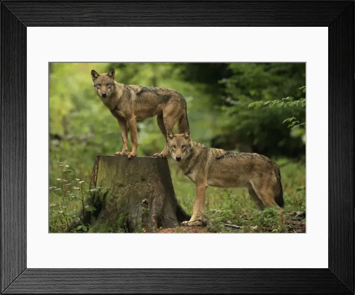 Framed Print : Picture No. 10983737 Framed Print : Picture No. 10983737