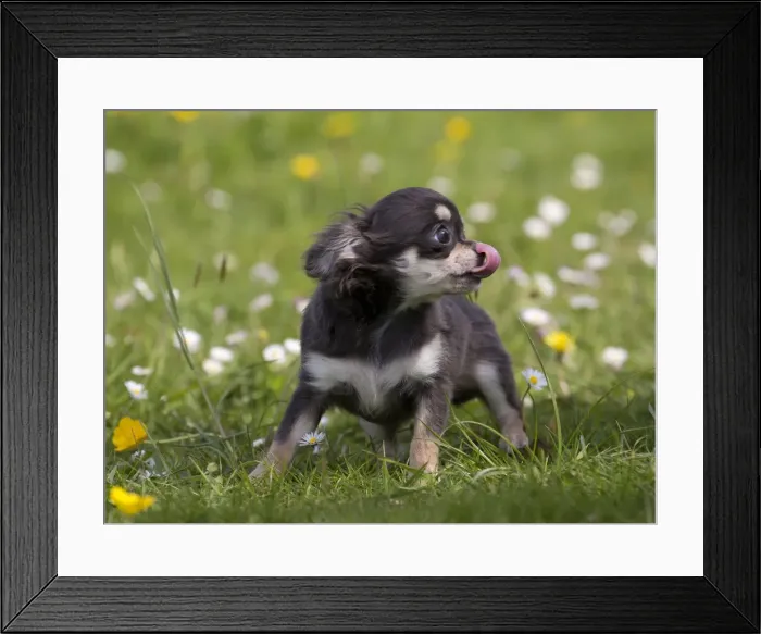 Framed Print : Picture No. 10984125 Framed Print : Picture No. 10984125