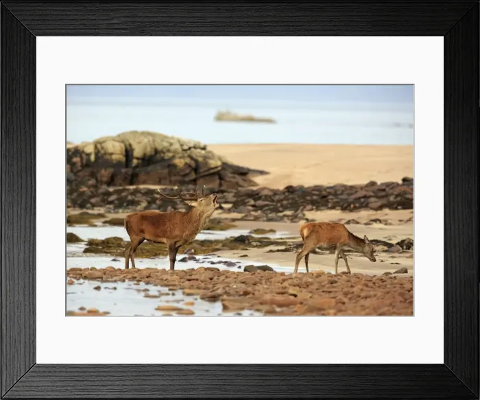 Framed Print : Picture No. 10983728