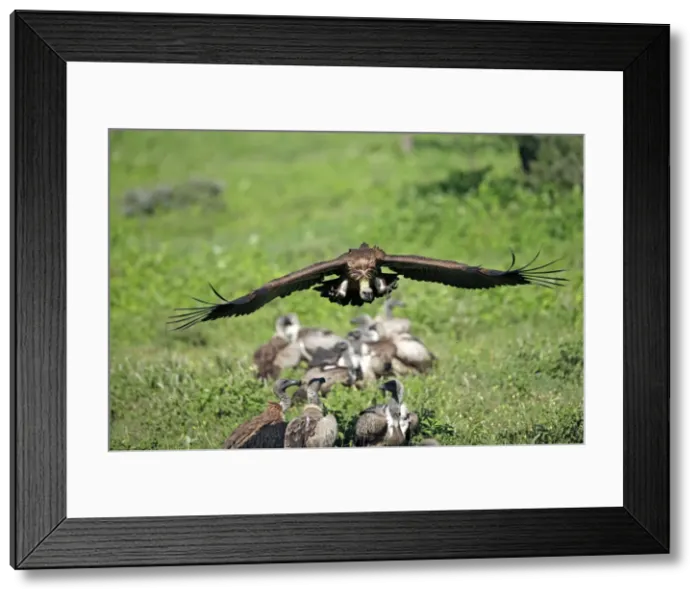 Framed Print : Picture No. 10984295 Framed Print : Picture No. 10984295
