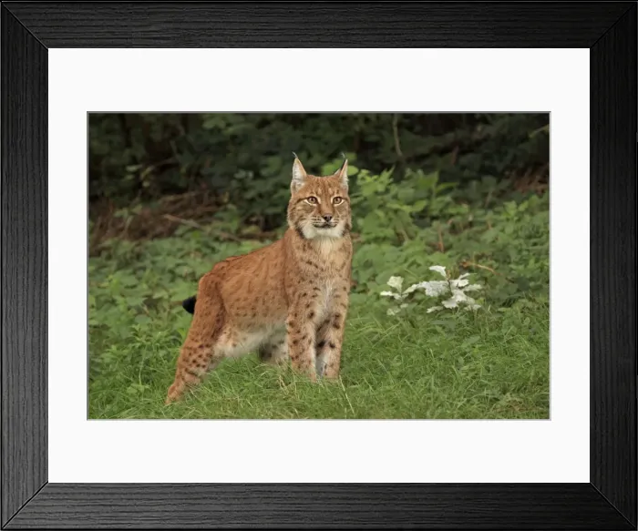 Framed Print : Picture No. 10983709 Framed Print : Picture No. 10983709