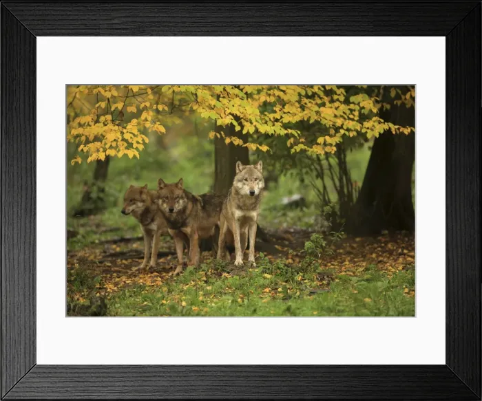 Framed Print : Picture No. 10983738 Framed Print : Picture No. 10983738
