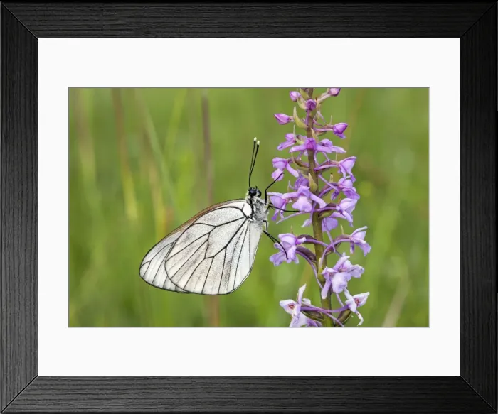 Framed Print : Picture No. 10984334 Framed Print : Picture No. 10984334