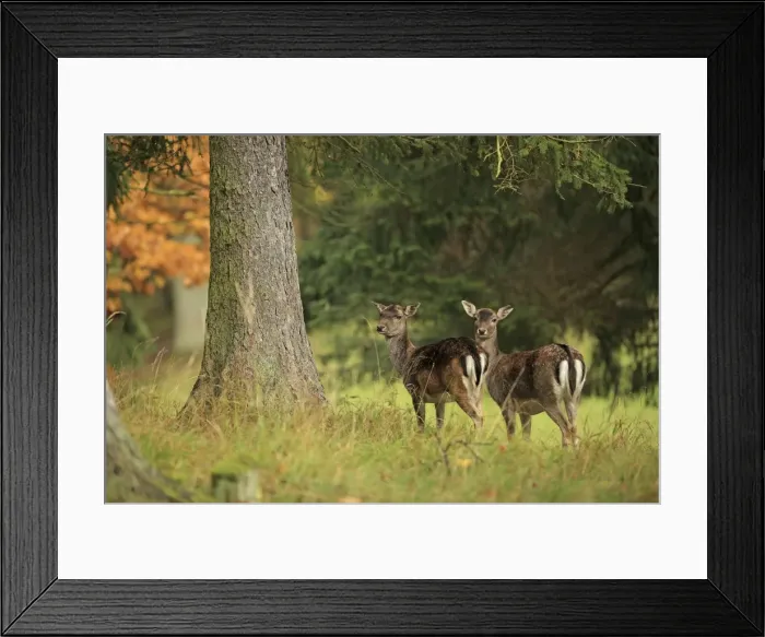 Framed Print : Picture No. 10983701 Framed Print : Picture No. 10983701