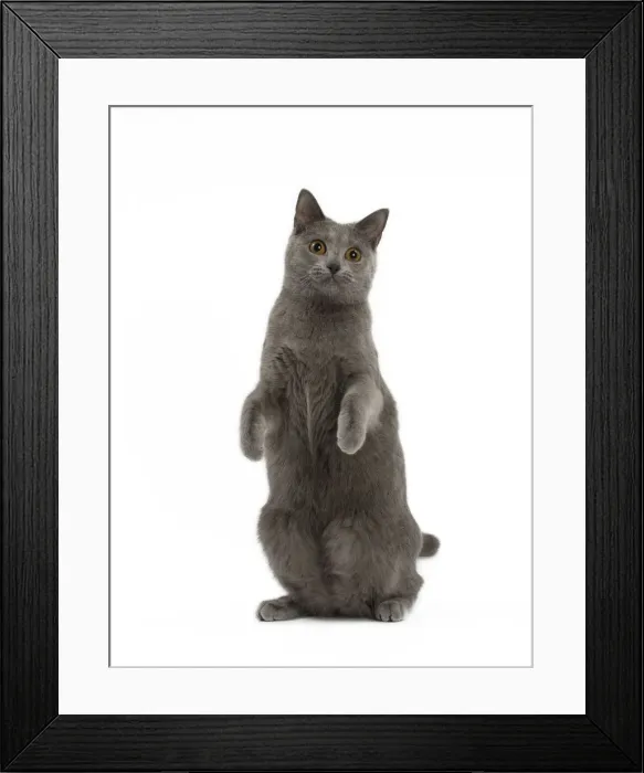 Framed Print : Picture No. 10984224 Framed Print : Picture No. 10984224