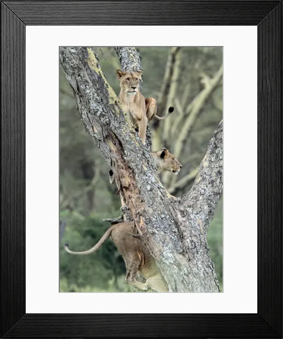 Framed Print : Picture No. 10984316 Framed Print : Picture No. 10984316