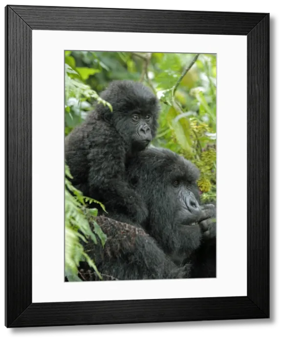 Framed Print : Picture No. 10984325