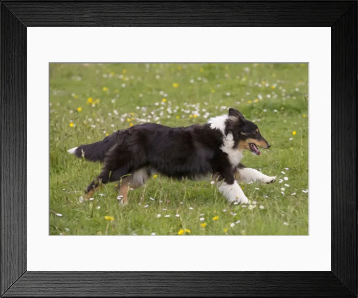 Framed Print : Picture No. 10984144 Framed Print : Picture No. 10984144