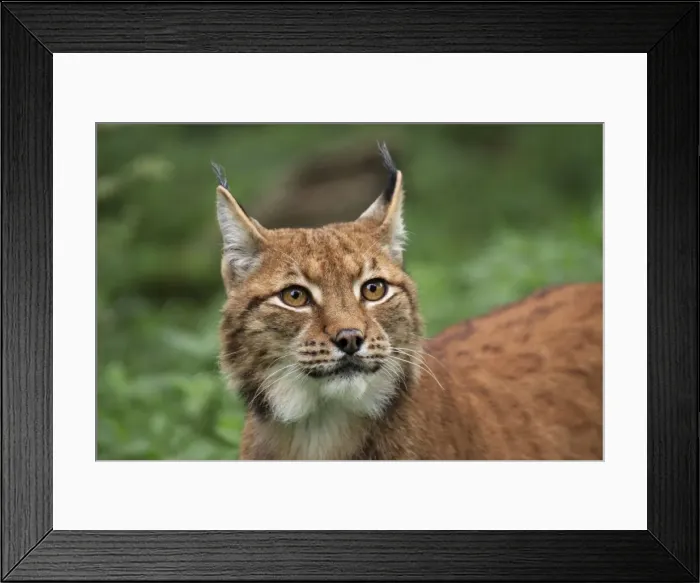 Framed Print : Picture No. 10983708