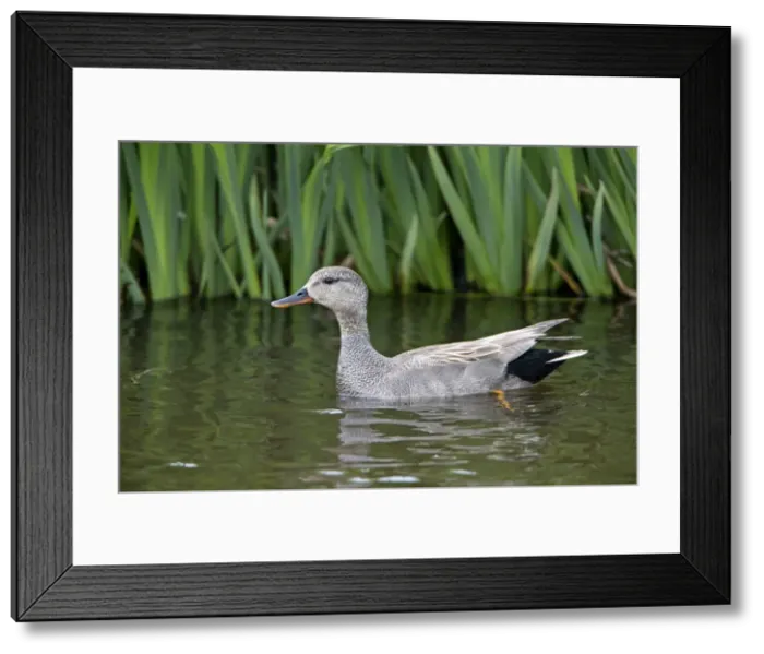 Framed Print : Picture No. 10984360 Framed Print : Picture No. 10984360