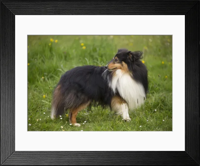 Framed Print : Picture No. 10984153 Framed Print : Picture No. 10984153