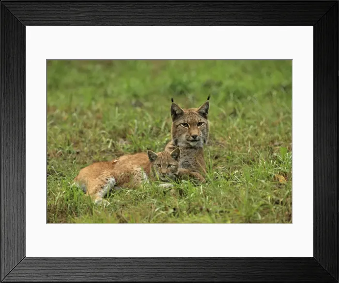Framed Print : Picture No. 10983714 Framed Print : Picture No. 10983714