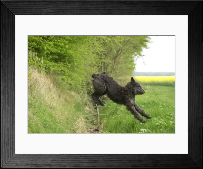 Framed Print : Picture No. 10984123