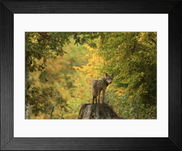 Framed Print : Picture No. 10983740
