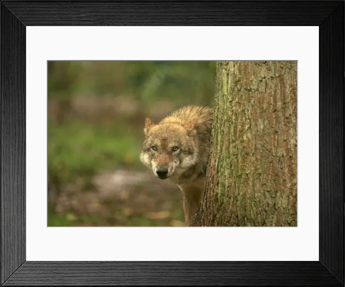 Framed Print : Picture No. 10983741 Framed Print : Picture No. 10983741