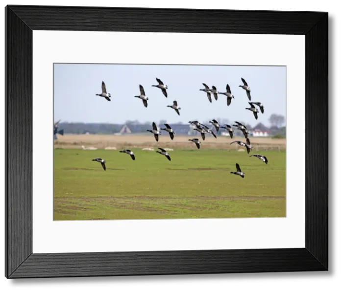 Framed Print : Picture No. 10984340 Framed Print : Picture No. 10984340