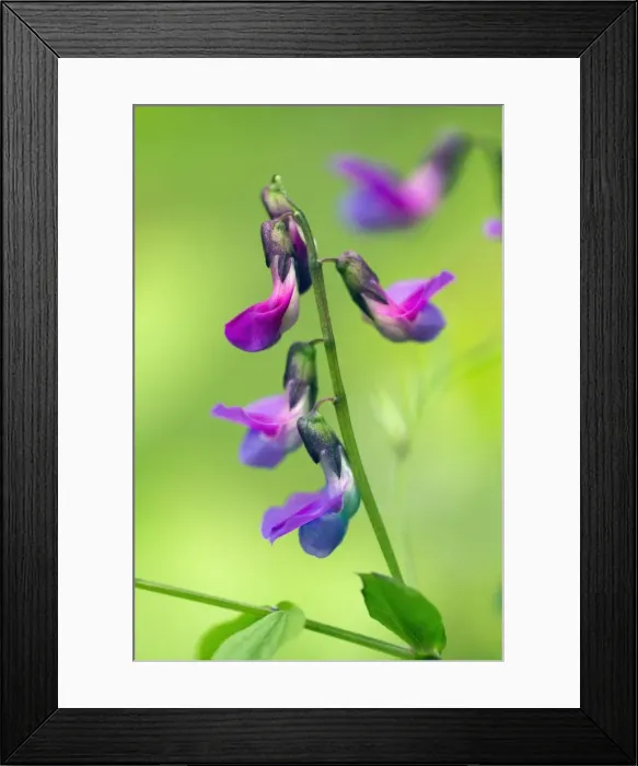 Framed Print : Picture No. 10984330 Framed Print : Picture No. 10984330