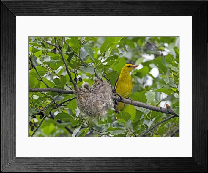 Framed Print : Picture No. 10984362 Framed Print : Picture No. 10984362